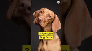 3 Pawsome Dog Facts #shorts