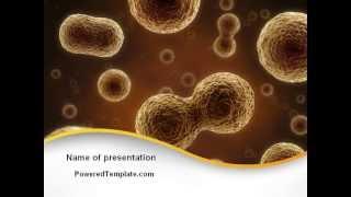 Cell Meiosis PowerPoint Template by PoweredTemplate.com