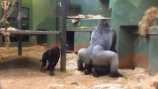 Wild mating of GORİLLAS ( little monkey watching them  ) 