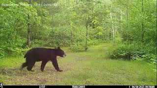 Overrun By Predators - Year Long Trail Camera Videos In Chronological Order - (2023)