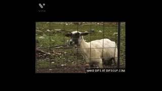 Screaming goat - original meme #memes #funny #goat #viral