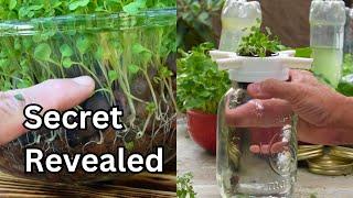 Learn How to Set It and Forget It Hydroponic Growing Microgreens and More