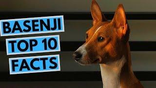 Basenji - TOP 10 Interesting Facts