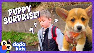 Kid's Wish For A Corgi Puppy Comes True | Dodo Kids