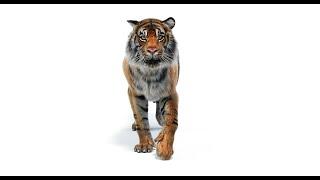 Animated Tiger 3d Model for Download