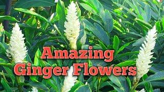 Most Beautiful Ginger Flowers Ornamental Gingers | Growing Ginger Plant ( Ginger garden tour)