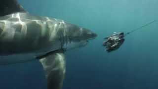 L’ ILE des GRANDS REQUINS BLANCS du PACIFIQUE-NORD / Chapitre 1