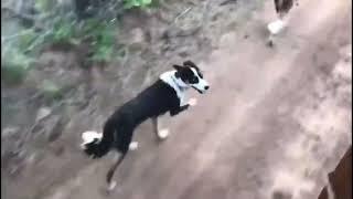 Arctic Shepherd and Border Collie In the Woods   (Better than a Border Husky, Borsky, Borskies)