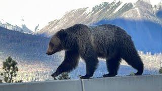 MA RENCONTRE AVEC UN GRIZZLY