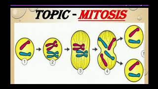 Mitosis ppt, concept map and biological rangoli | biology