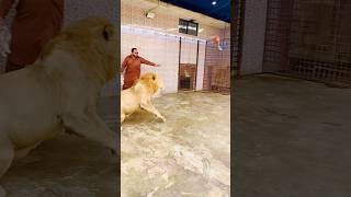 Naughty Mufasa (mian saqib)