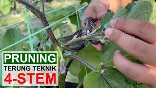 [ TERUNG 20hst ] Teknik pruning terung supaya quality buah Terbaik