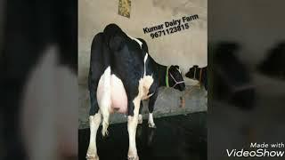 Dairy cow supplier in Gujarat 9671123815