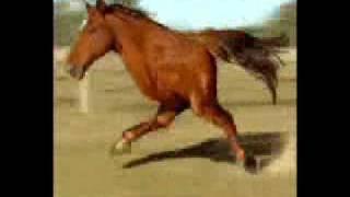 Two Legged Running Horse