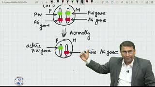 Epigenetics concept: Genomic imprinting