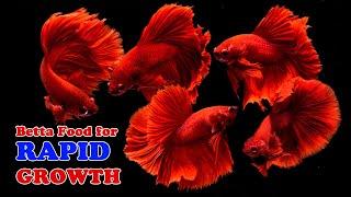 How to make Betta Food for Rapid Growth