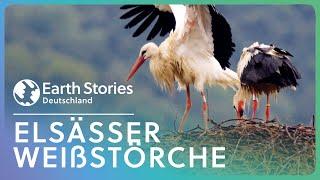 Wunderschöne Weißstörche in den Vogesen | Earth Stories Deutschland