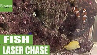 Fish in aquarium chase laser dot