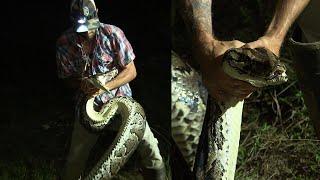 Hunter Bravely Wrestles 16-Foot Burmese Python