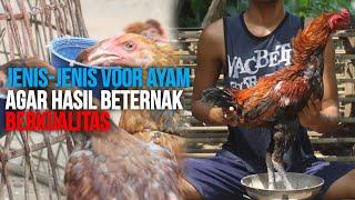 Jenis voor ayam yang bagus diberikan kepada ayam bangkok