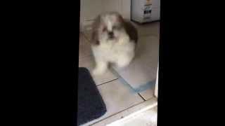 Shih Tzu Puppy Buddy Dancing