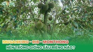 Monthong - Ri6 - Musangking nên chọn giống sầu riêng nào?