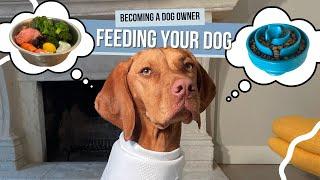 Kibble vs. Raw/Fresh Food Diet for Dogs: What's Best for Your Pup?