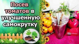 СЕЕМ ТОМАТЫ В УЛУЧШЕННУЮ САМОКРУТКУ. РАССАДА ПО-МОСКОВСКИ, БЕЗ ЗЕМЛИ.