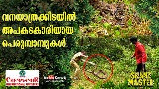 Dangerous Pythons along the forest trails | Snakemaster | Vava Suresh | EP 404