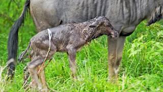 Wildebeest Takes Its First Wobbly Steps Minutes After Birth