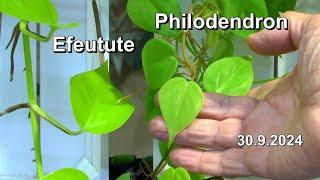 Efeutute und Philodendron im Vergleich und wie sie gepflegt werden. Zimmerpflanzen anders betrachtet