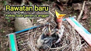 Rawatan baru | burung agresif_rakus seperti ANGGER