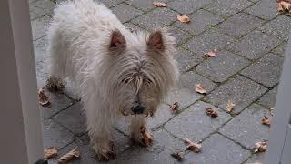 Budi the westie before and after bath