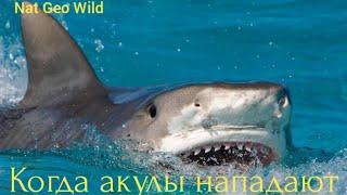 Nat Geo Wild. Когда акулы нападают.