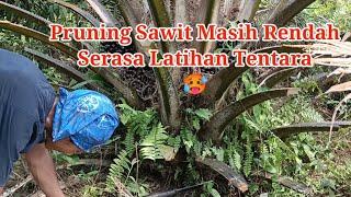 BUTUH TENAGA EKSTRA!! beginilah rasanya ketika pruning di pokok yang masih sangat rendah.