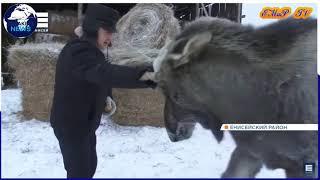 Домашний лось у семьи с Красноярского края