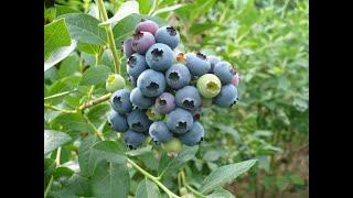 ГОЛУБИКА виды на УРОЖАЙ 2021. super harvest blueberry.