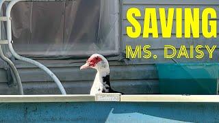 Saving Ms. Daisy Duck 