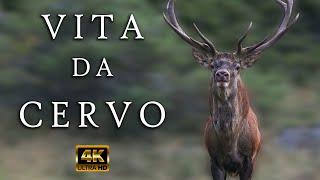 Short Film | Vita da Cervo - Life as a Deer | documentario naturalistico wildlife | 4K