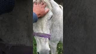 Just me saying hi to a very old horse. Much love always remembered Mira. #pets #barnanimals #animals