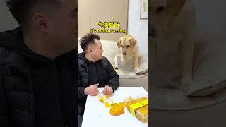 【旺仔很忙Wangzai is busy】狗子终于上当了The dog finally fell for it...