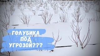 Зима 2021. Голубика под угрозой?