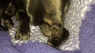 Onyx chews and licks her irritated paw