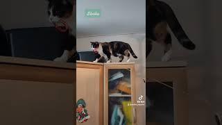 Stesha  #сновымгодом #catsshorts #cats #новый2022год #виделивидео