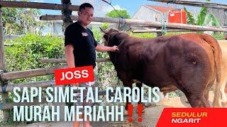 SAPI SIMETAL CAROLIS MURAH MERIAHH‼️