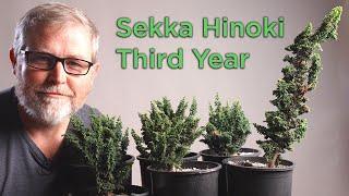 Bonsaify | Sekka Hinoki Cypress Trimming Techniques