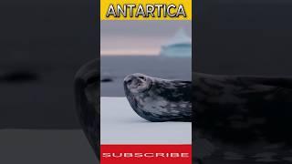 "5 Fascinating Facts About Antarctica – The Coldest Place on Earth!"