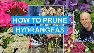 HOW TO PRUNE HYDRANGEAS – IN POTS & BORDERS: pruning Mopheads & Lacecaps Step-By-Step