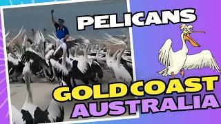 Aussie Pelicans feeding frenzy