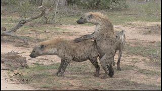 Hyenas mating, fighting and playing!